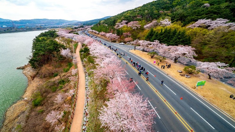 櫻花為伴盡情奔跑 慶州櫻花馬拉松4月6日開跑