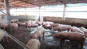 高市廚餘養豬轉型措施補助申請至3月底截止